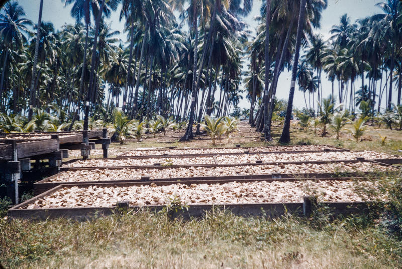 [Drying copra] Museum of Transport and Technology, New Zealand