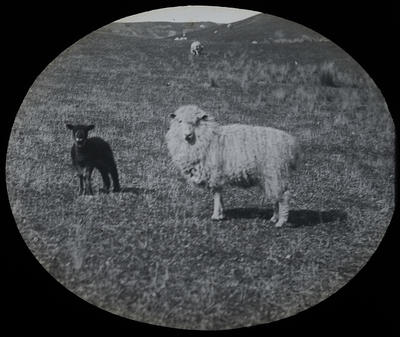 Sheep and Lamb