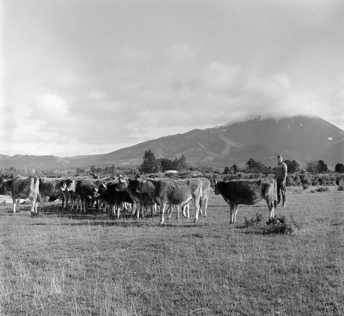 Fencing, Linton, c 1968 Museum of Transport and Technology, New Zealand