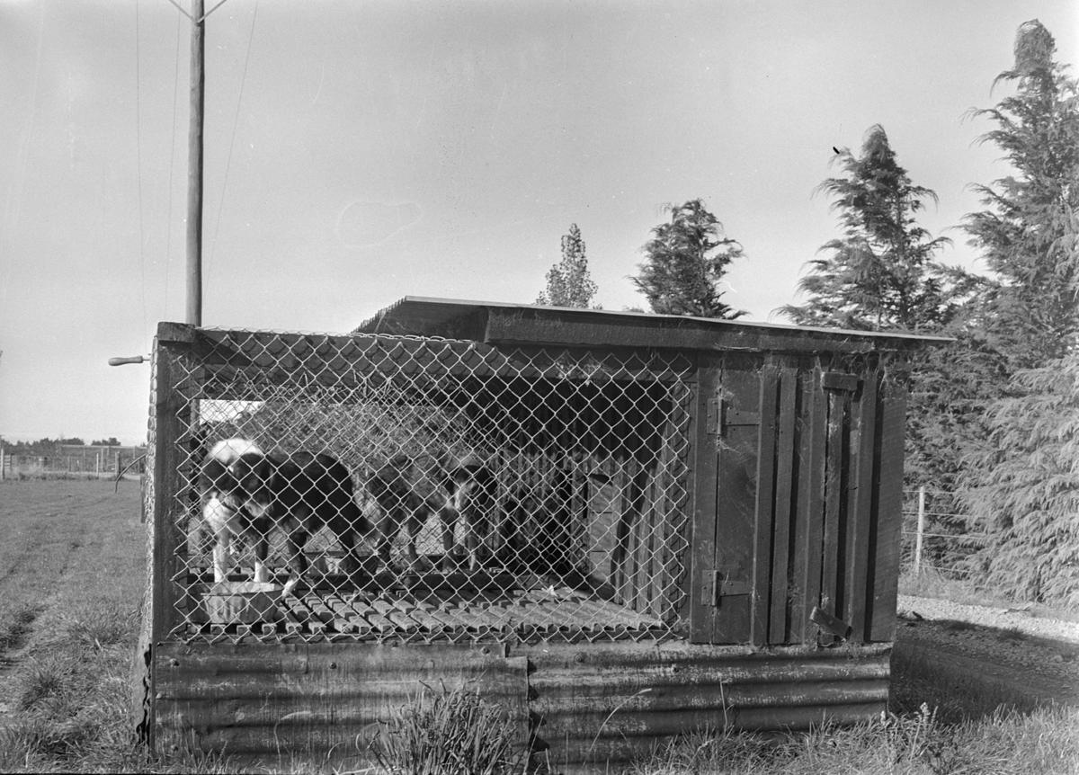 Dog kennels, c1966 Museum of Transport and Technology, New Zealand